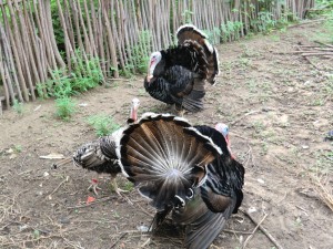 Two male turkeys with one female