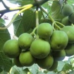 Jatropha fruit cluster