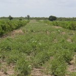 Bionic test farm: Jatropha planting pattern in hedges